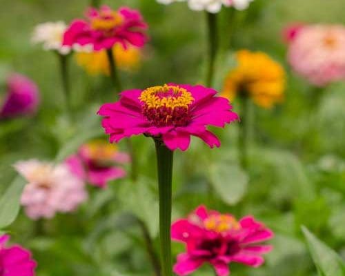 Beat the Heat With the Best Summer Annuals to Plant in Georgia