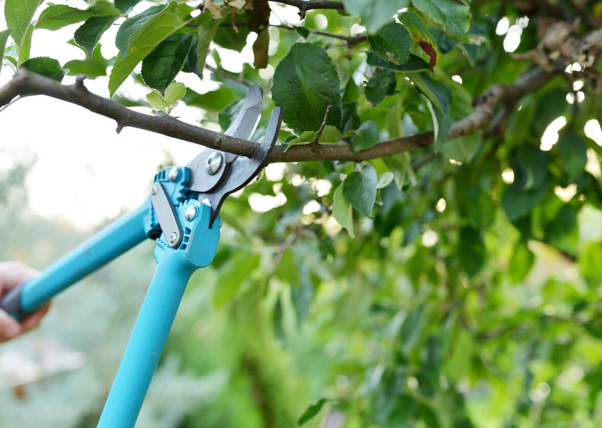Tree & Shrub Pruning 